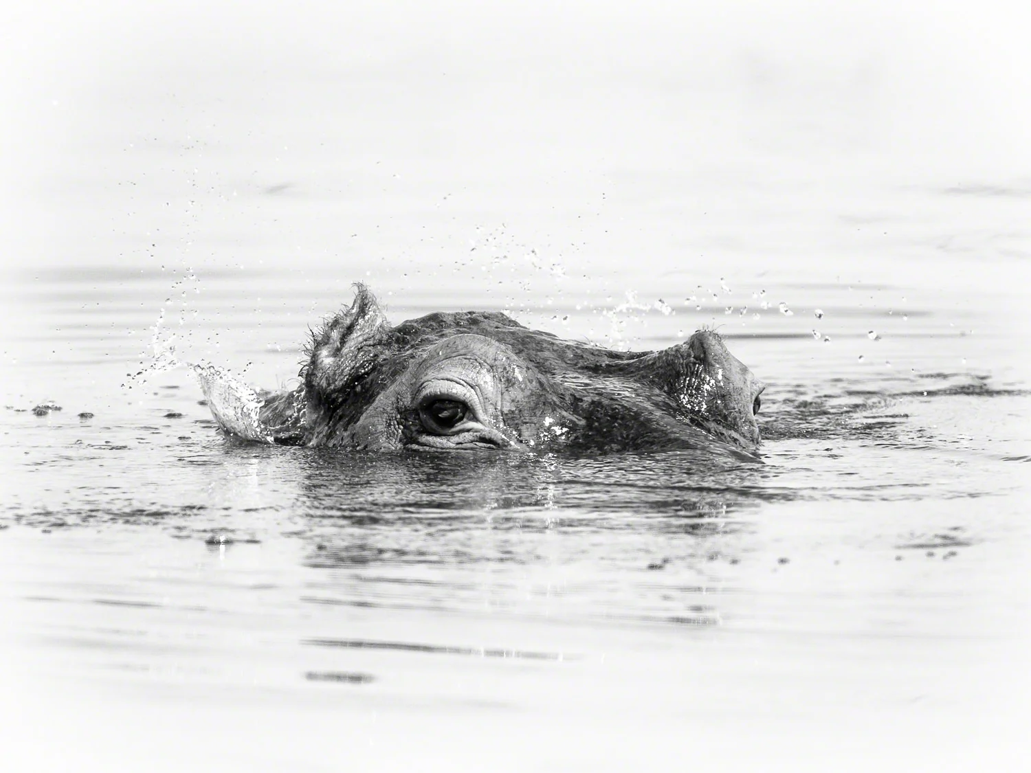Canon 7D, 500mm F4 @ F5 .6 + 1.4x, 1/2500, ISO 400