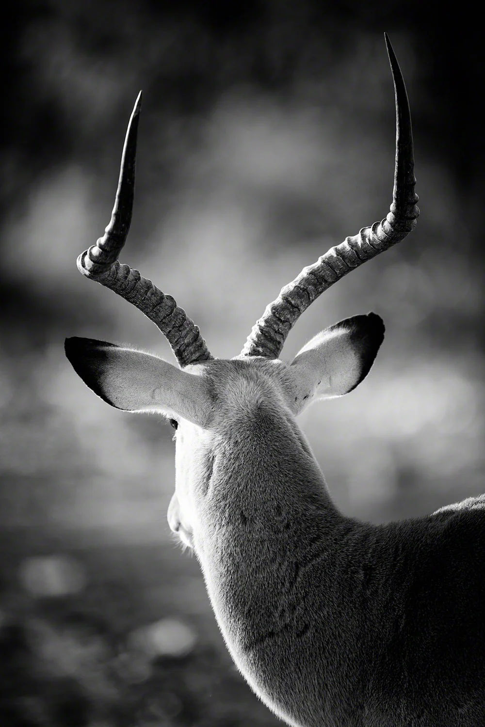 Monochrome Wildlife Photography
