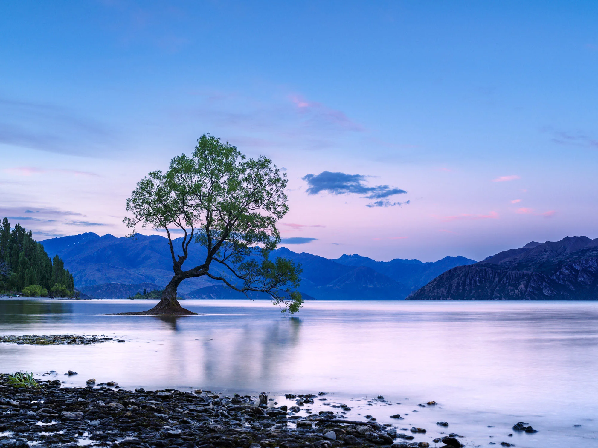 That Wanaka Tree