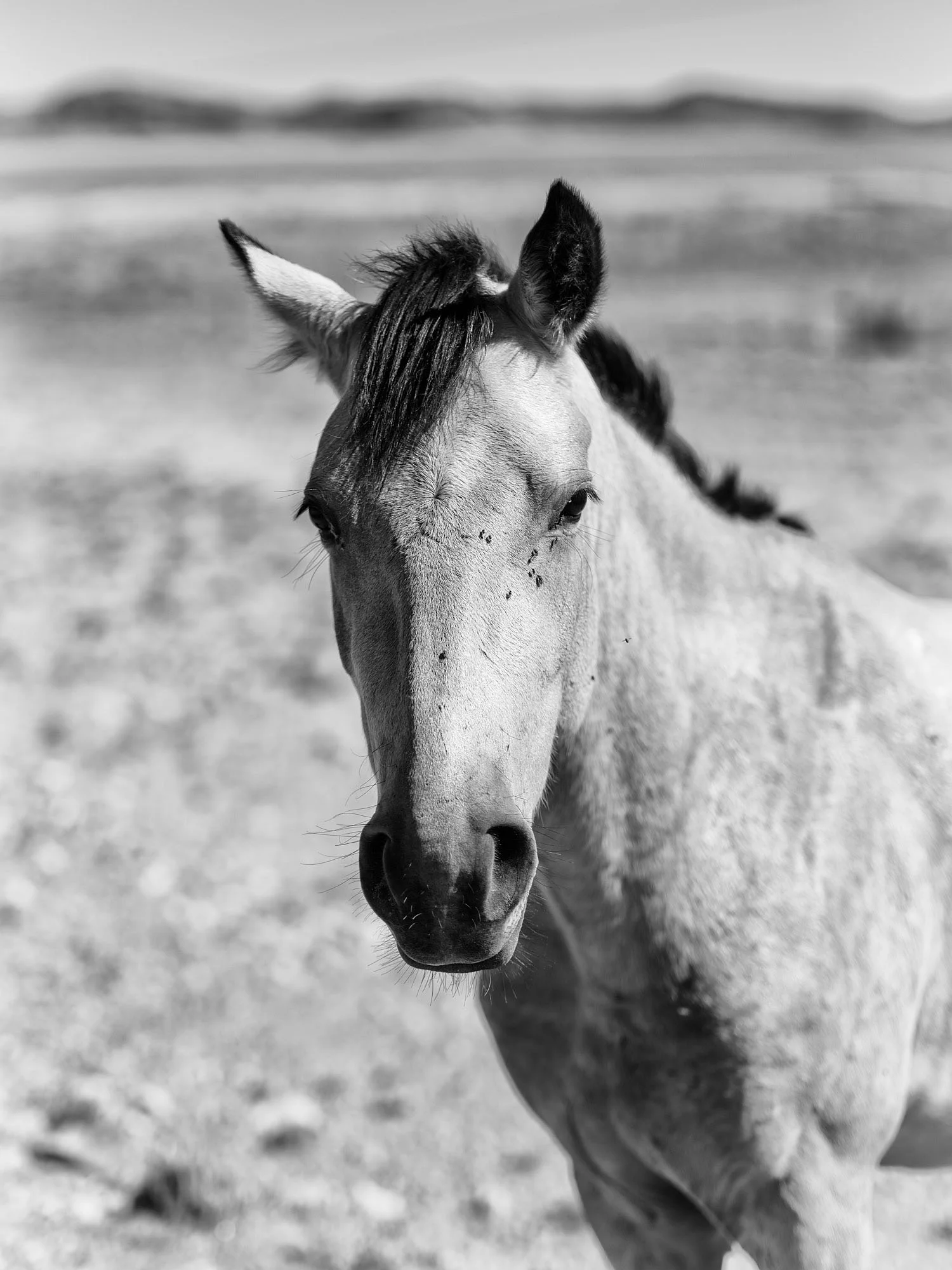 Steed