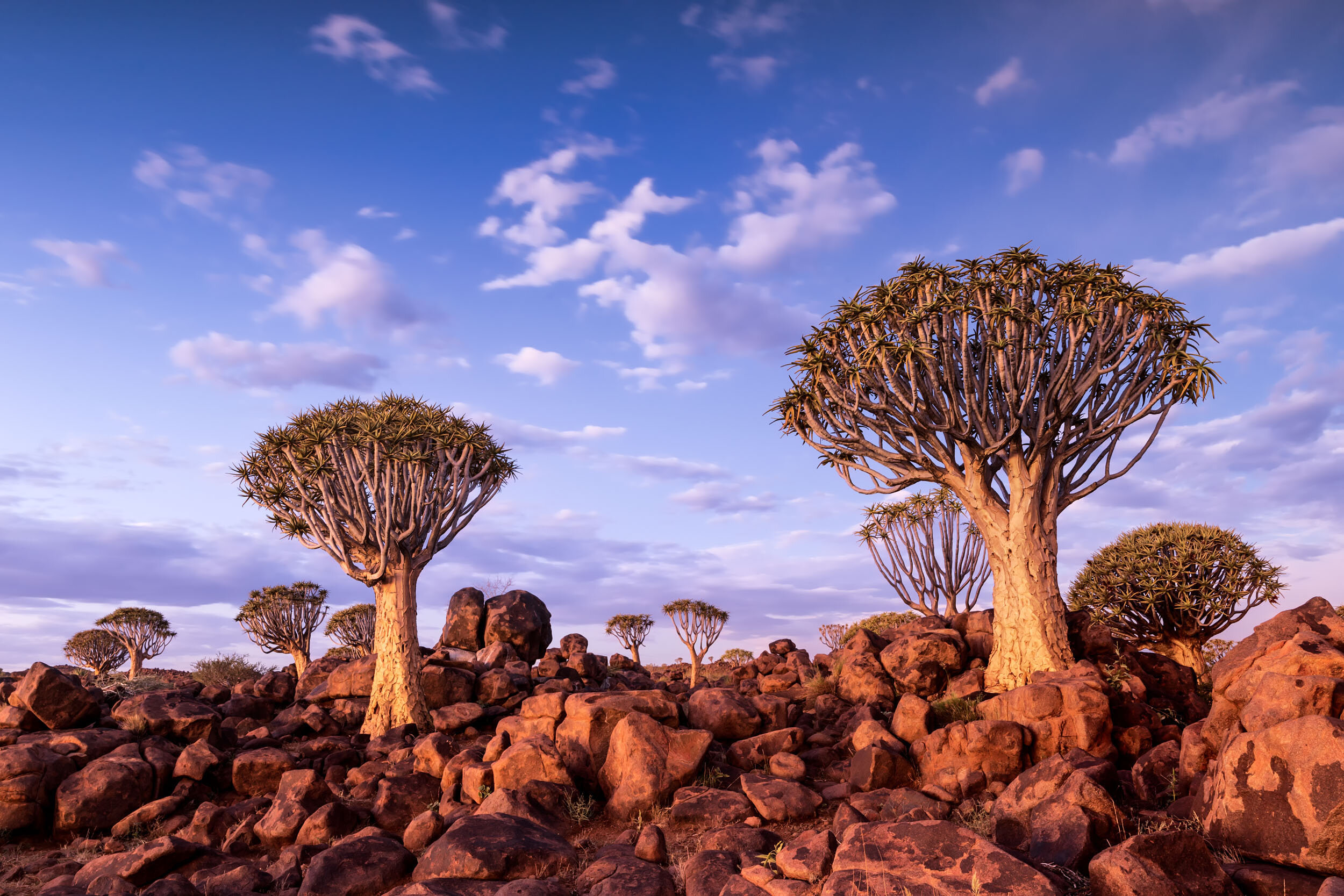  Lovely cloudy sky over a pair of trees in Namibia. 