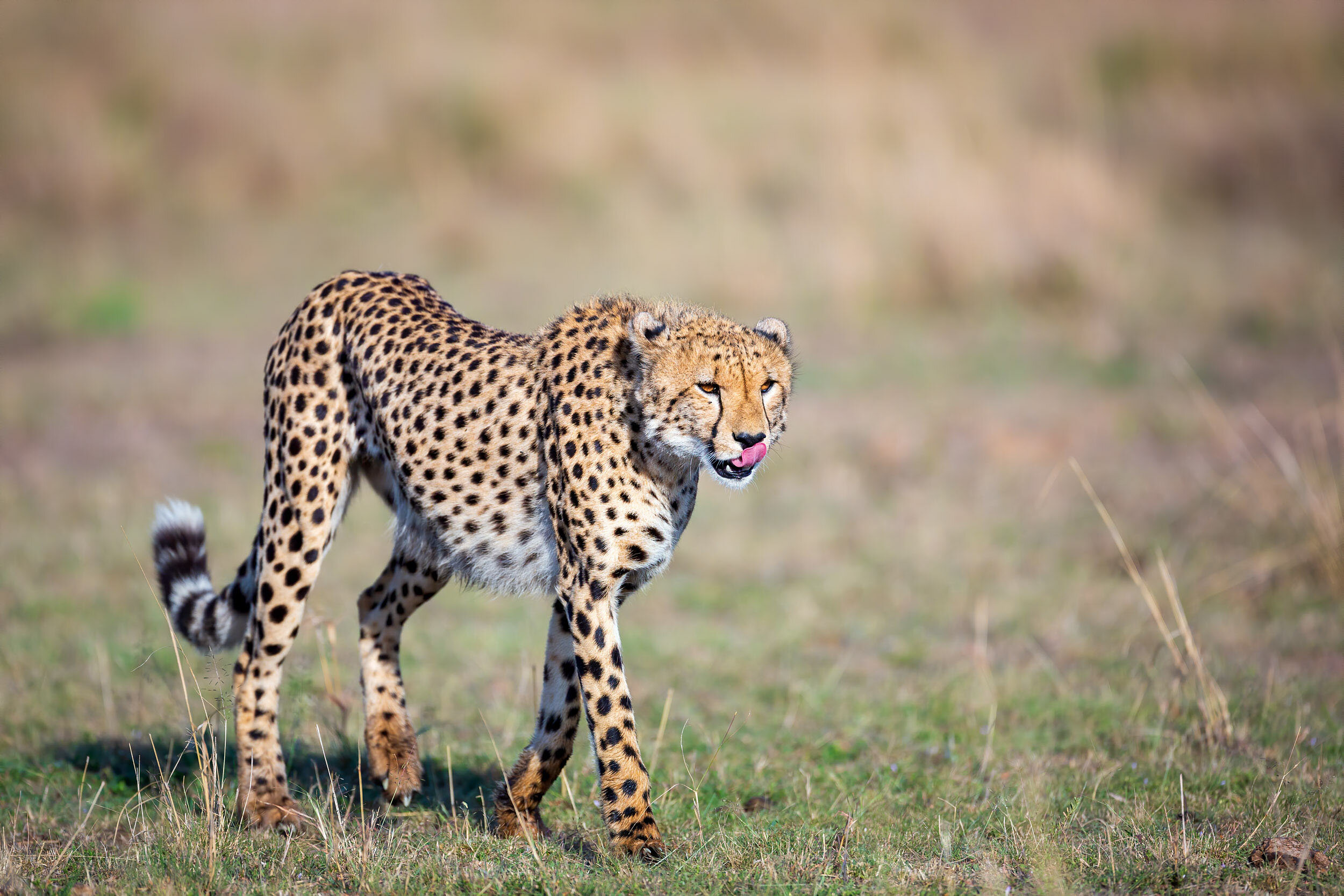  Cheetah walking through wet grass licking its lips. 