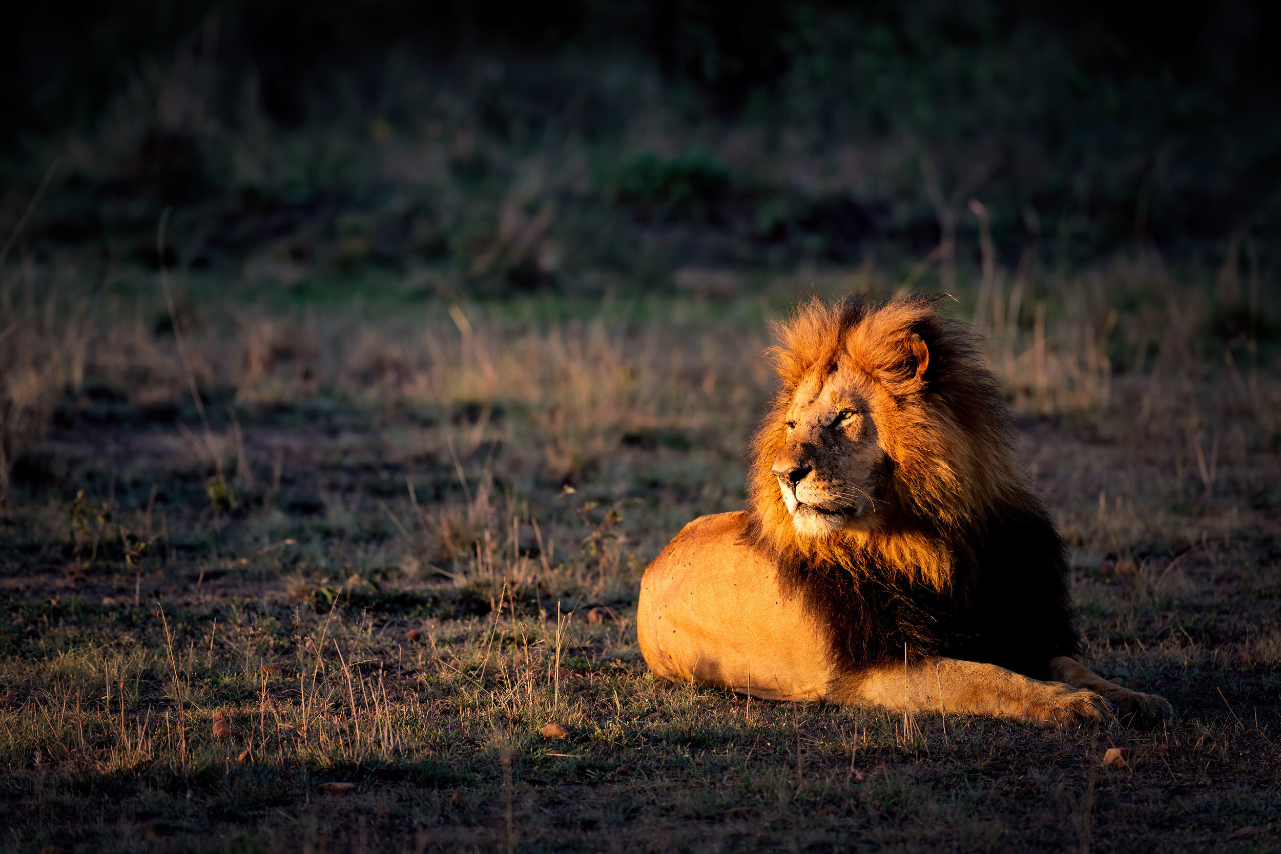  Lion resting at dawn in a pool of golden light. 