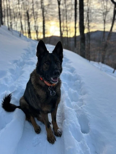 k9 moose skimo.jpeg
