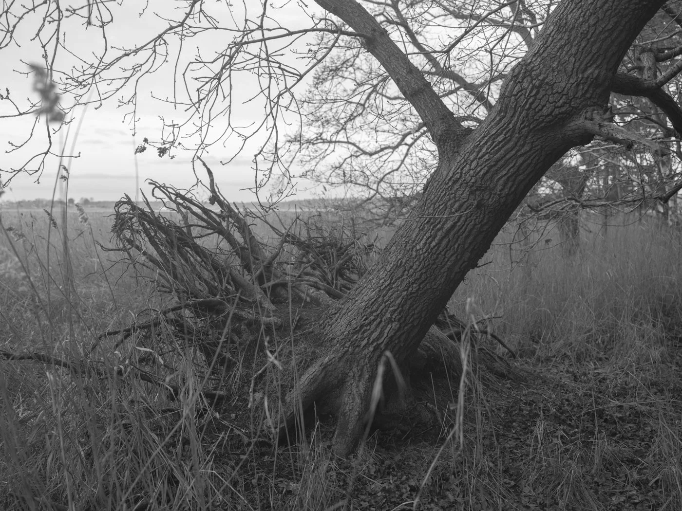 Paul Walsh - Prowl-21.jpg