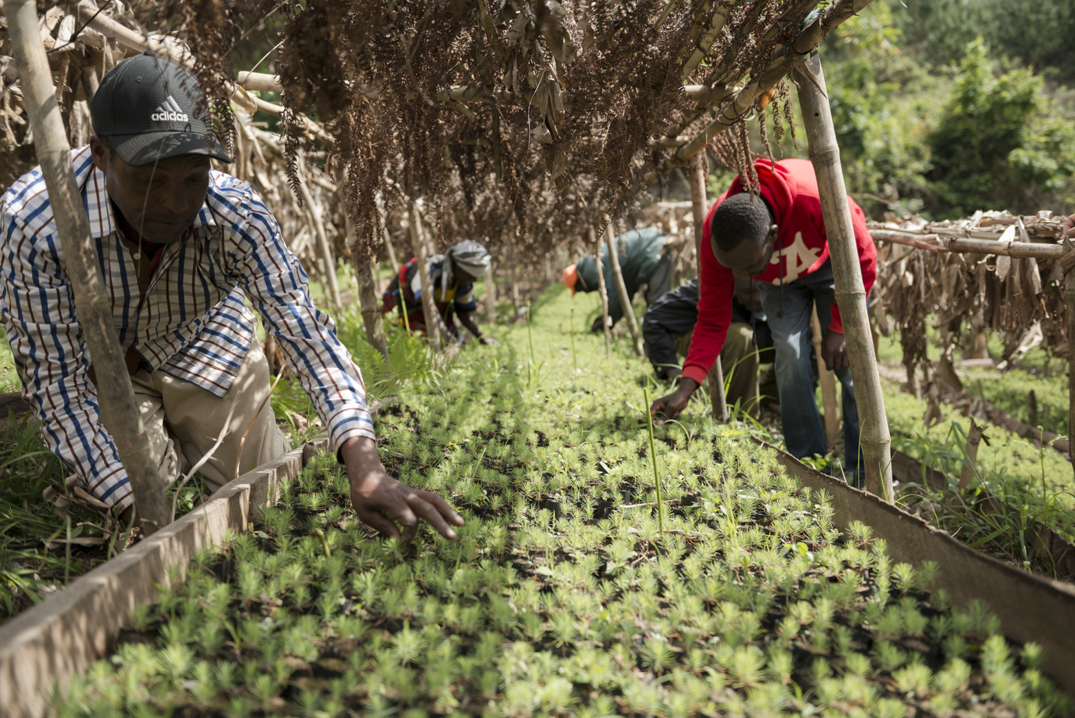 Maintaining the nursery