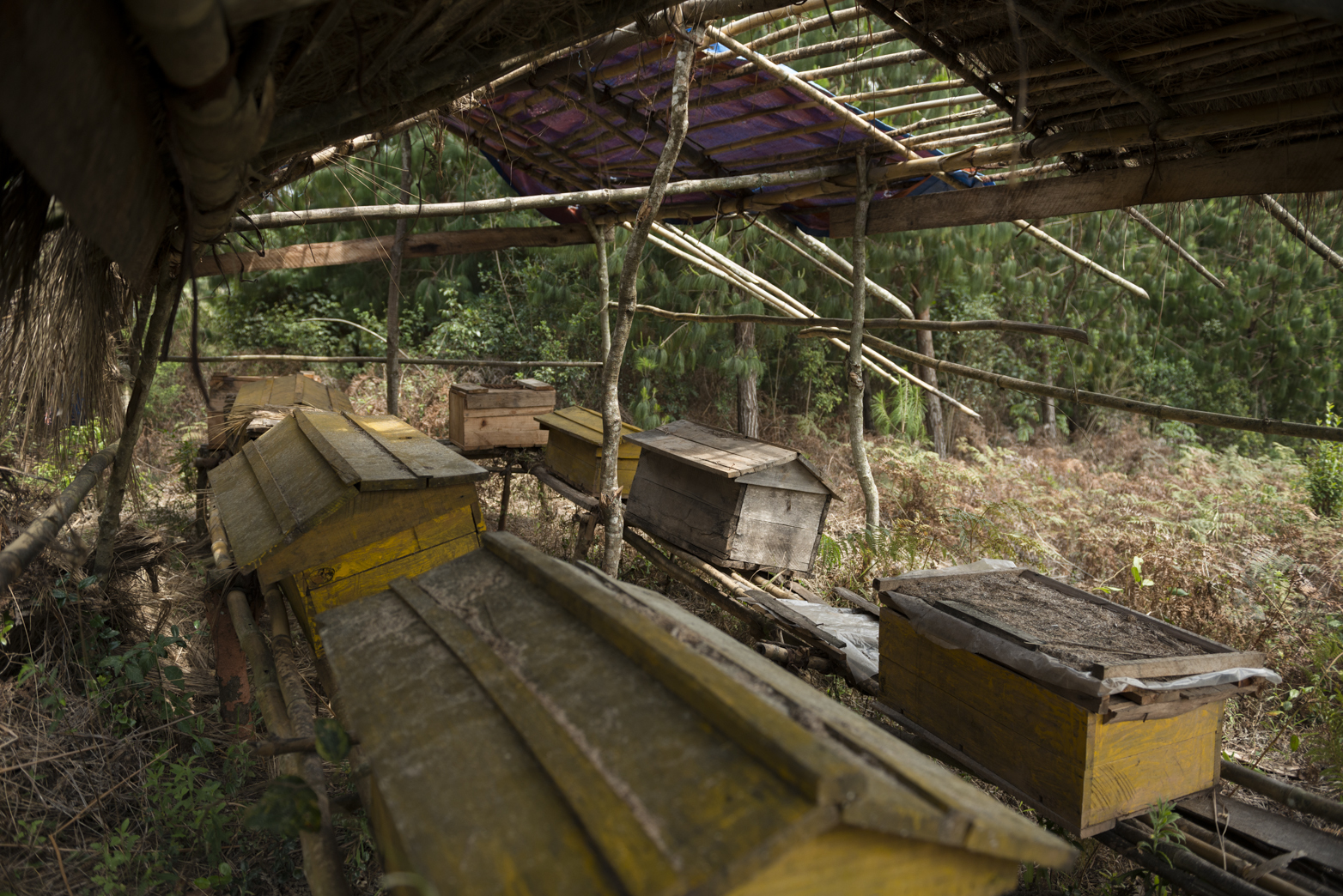 Bee-hive keeping