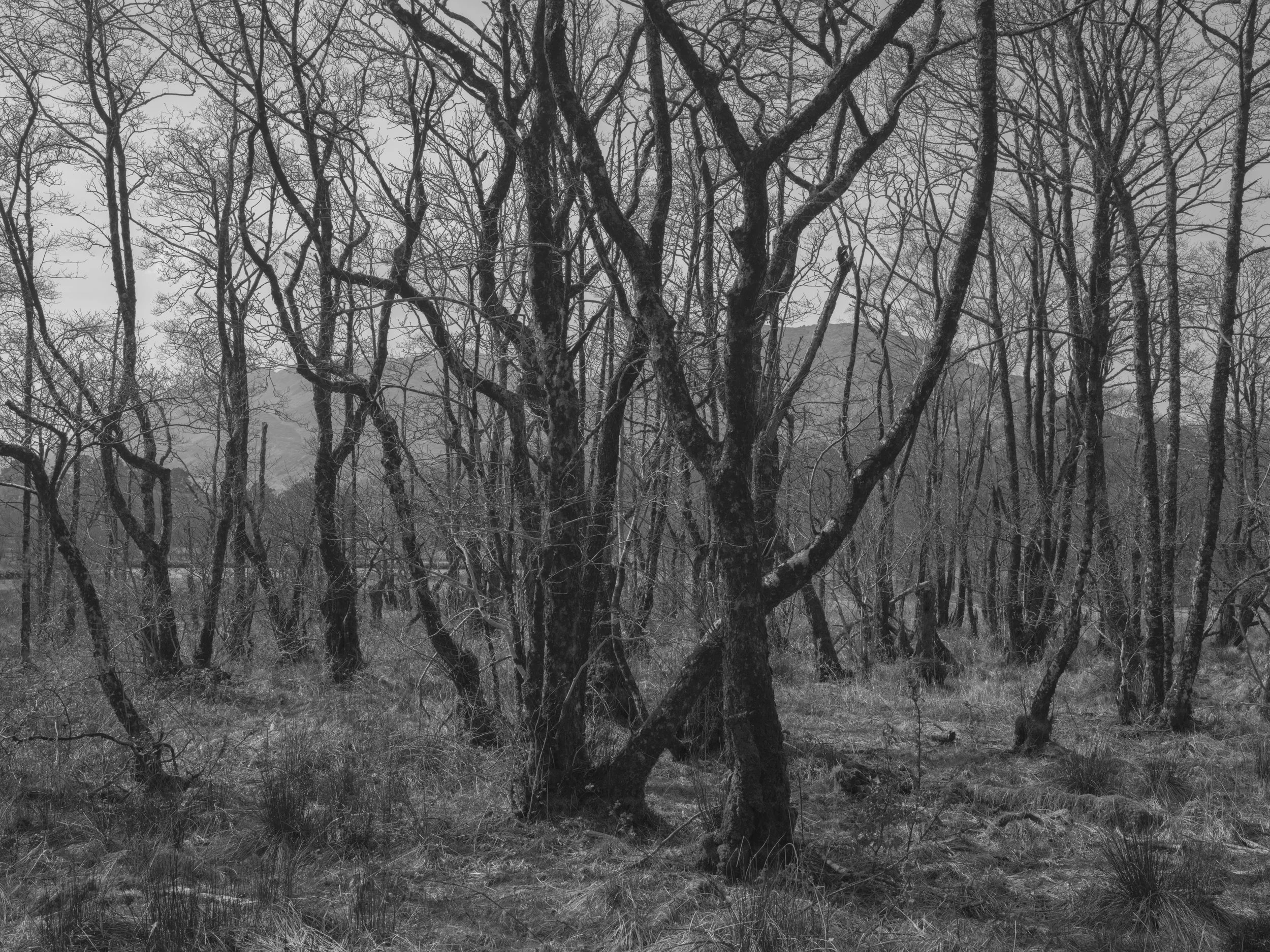 The Glenfinnan Trail, Loch Shiel, Scotland