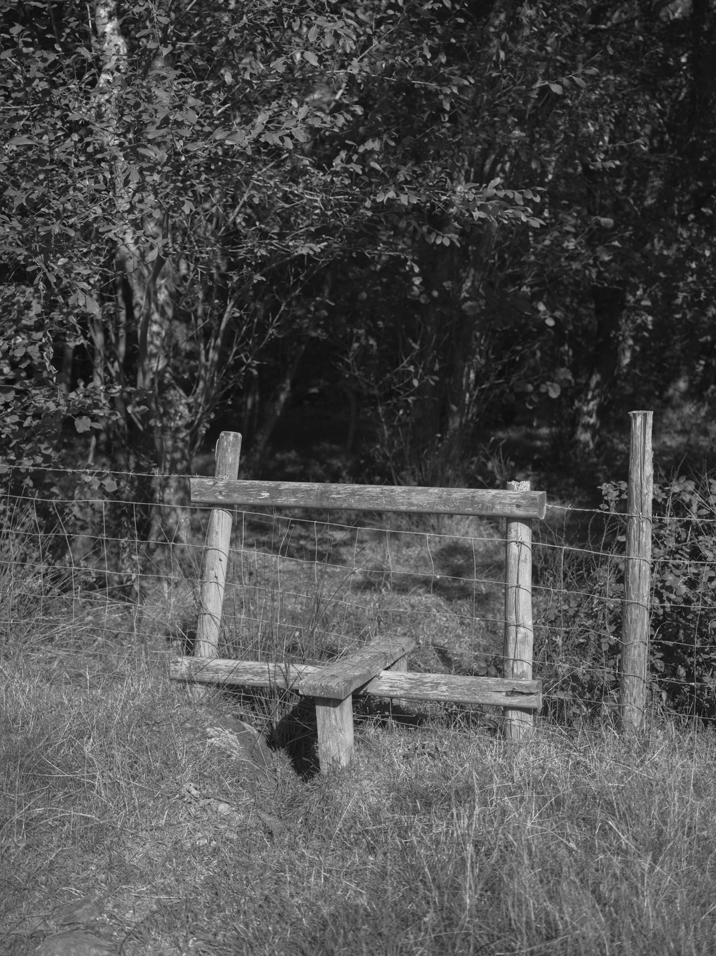 Through the Dark Light-2.jpg