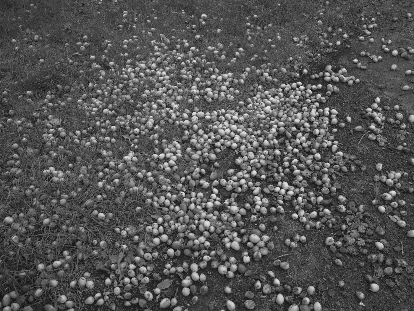 Paul Walsh - Prowl-14.jpg