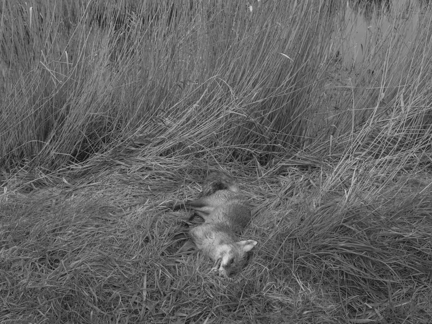 Paul Walsh - Prowl-28.jpg