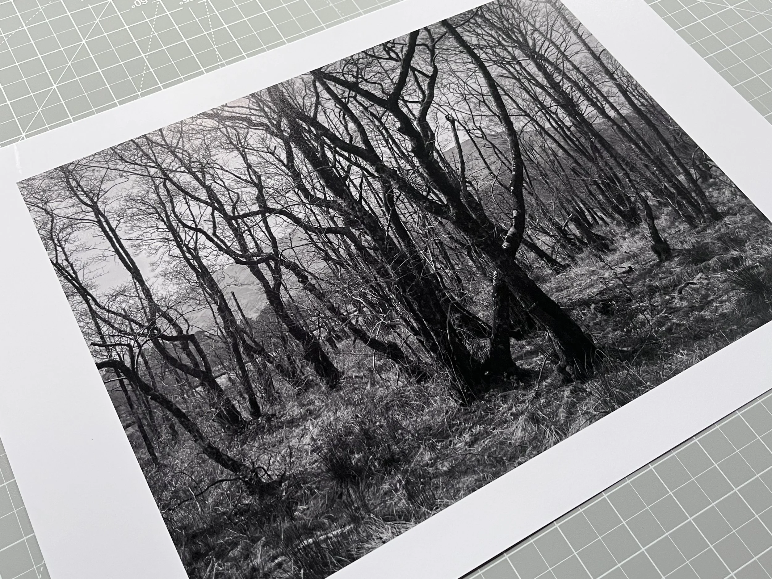 Black and white photo of leafless trees in a forest with a foggy background