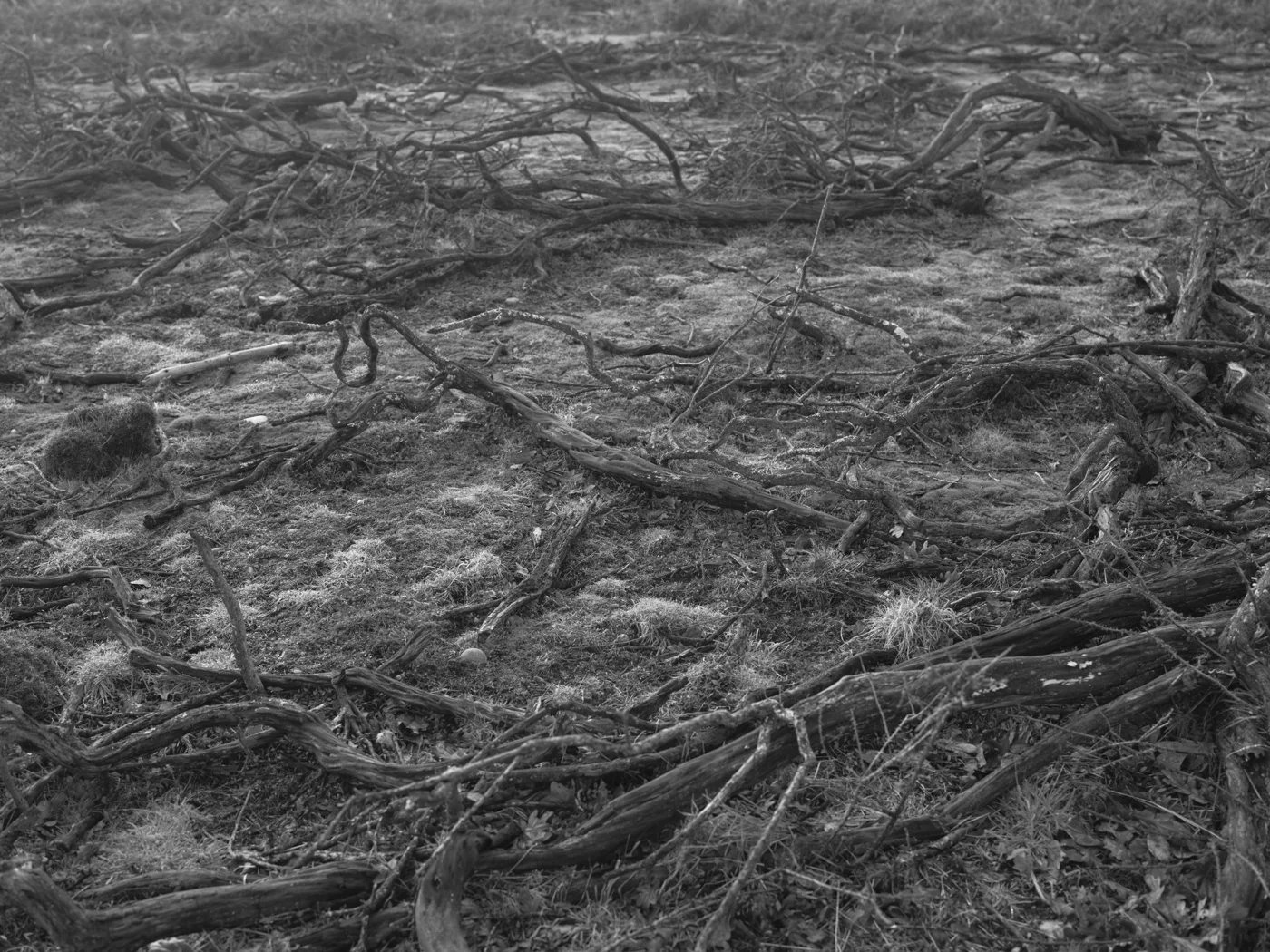 Paul Walsh - Prowl-26.jpg