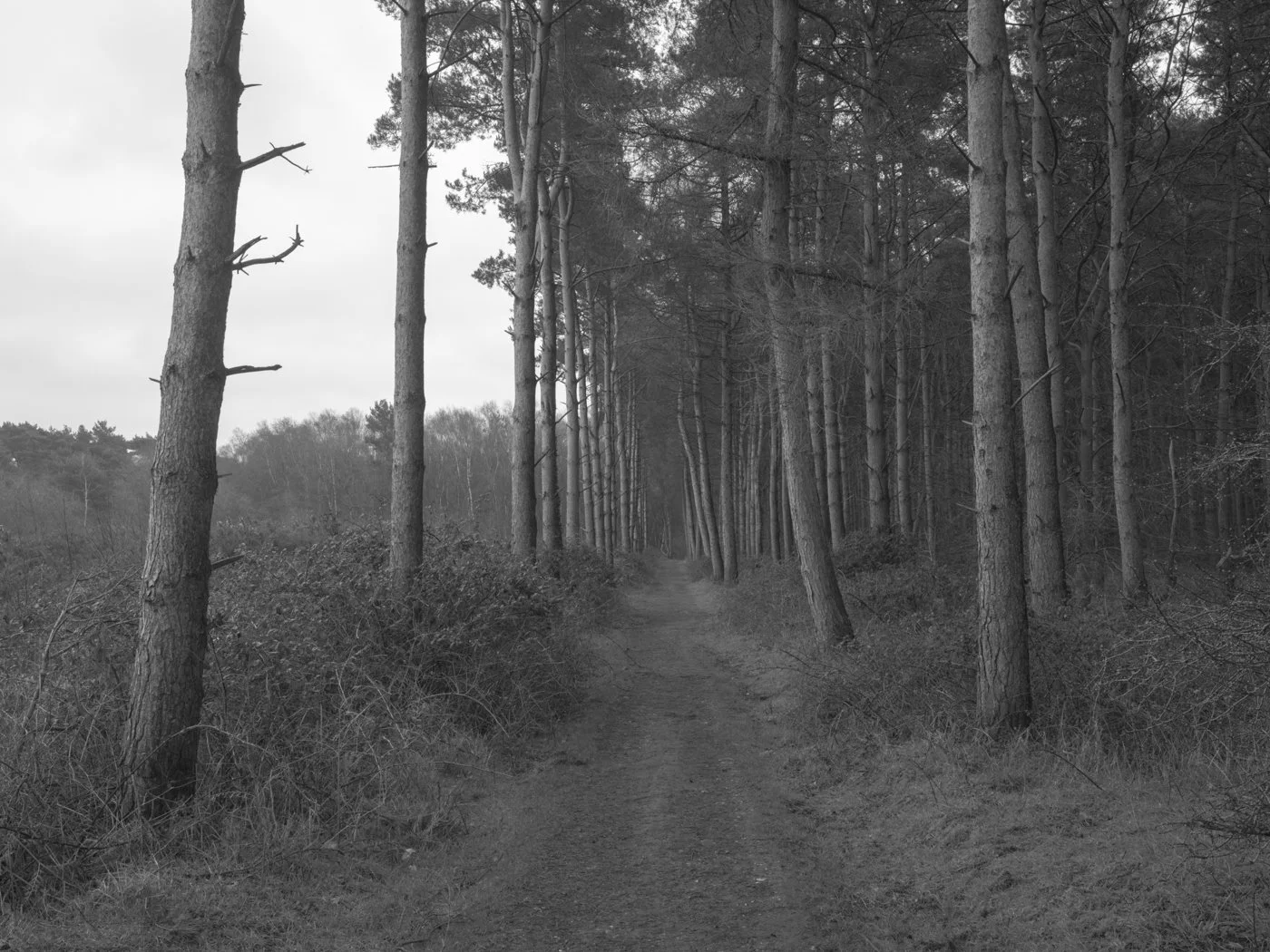 Paul Walsh - A Trail Through The Woods-7.jpg