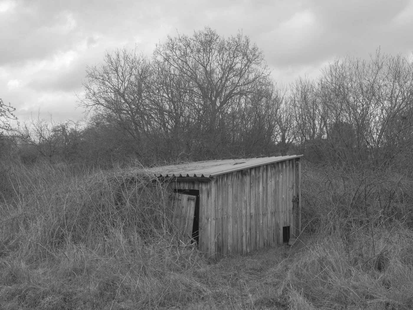 Paul Walsh - A Trail Through The Woods-20.jpg