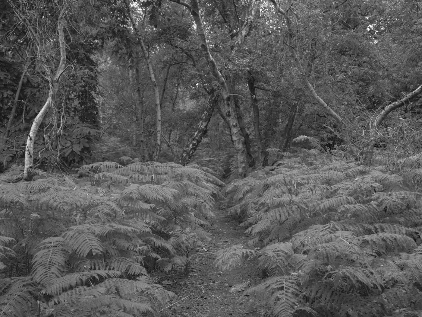 Paul Walsh - Prowl-24.jpg