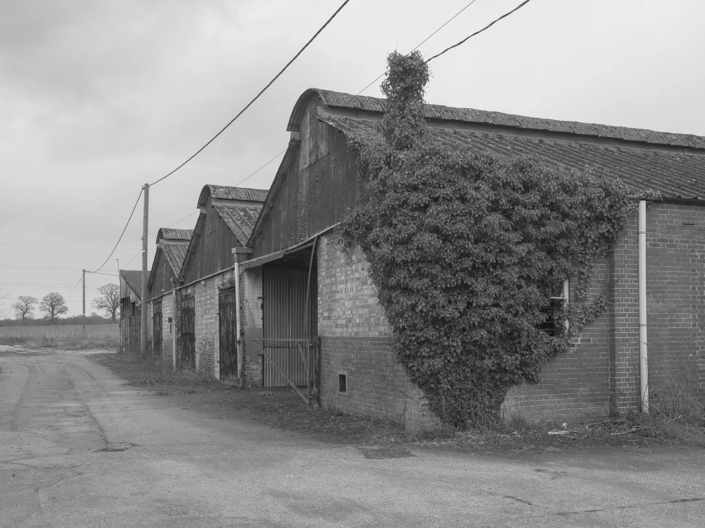 Paul Walsh - A Trail Through The Woods-32.jpg