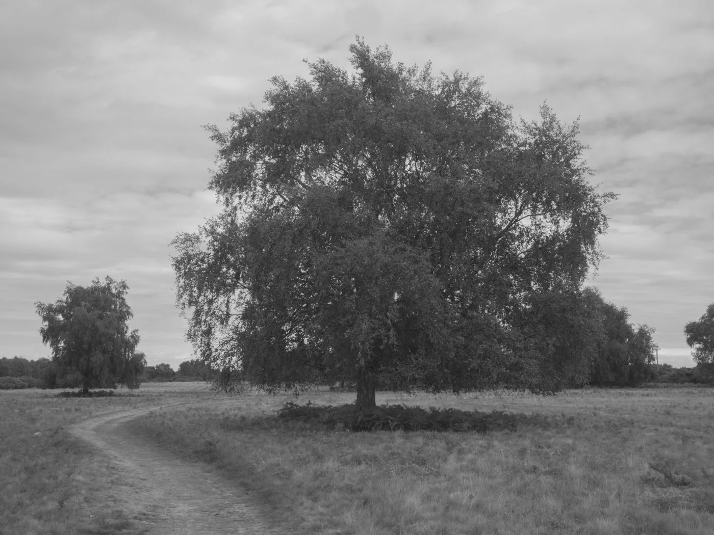 Paul Walsh - Prowl-25.jpg