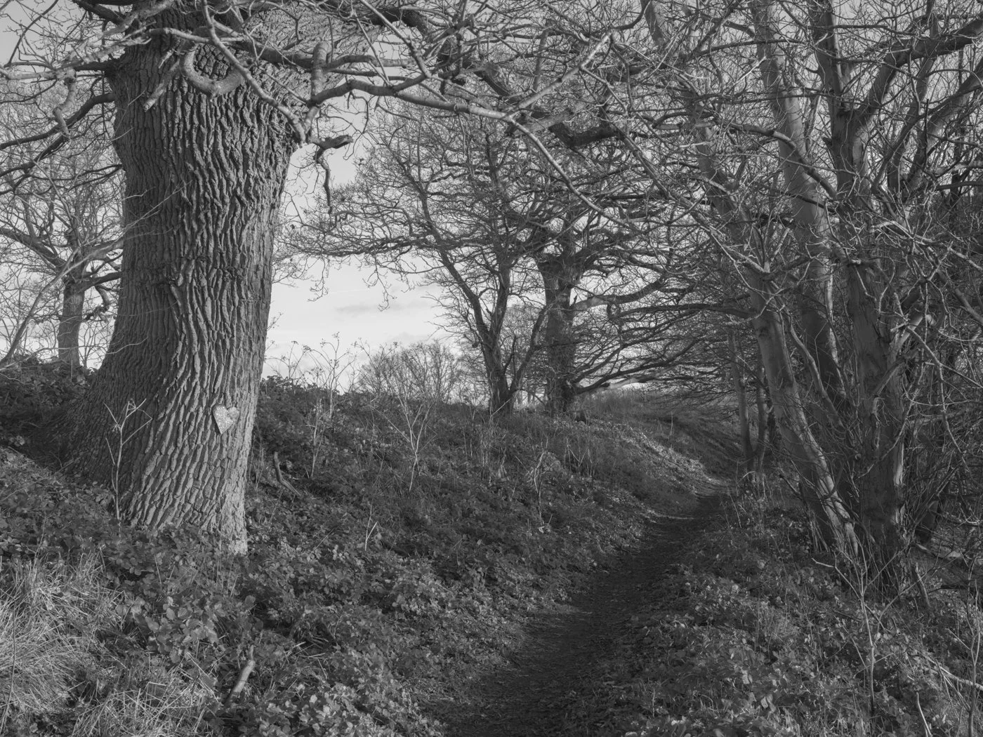 Paul Walsh - A Trail Through The Woods-40.jpg