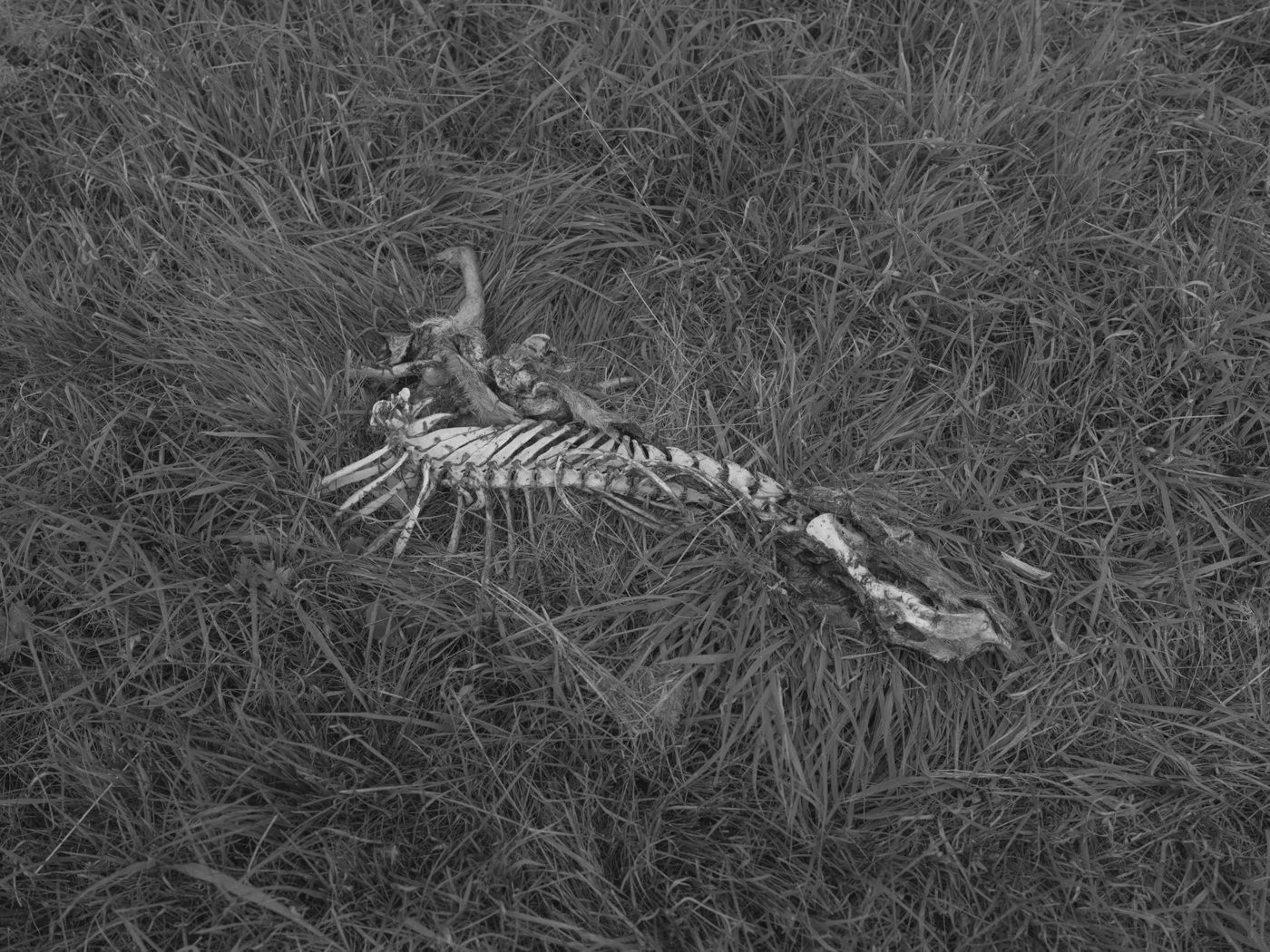 Paul Walsh - Prowl-30.jpg