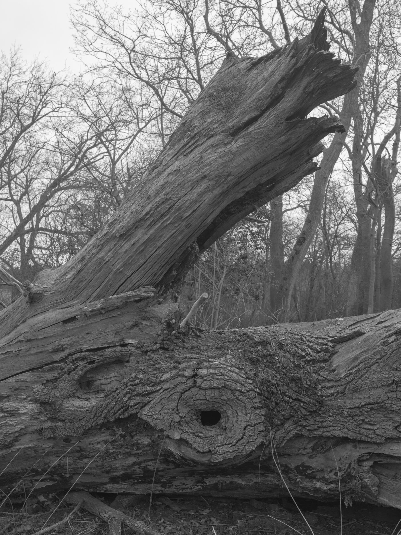 Paul Walsh - A Trail Through The Woods-35.jpg