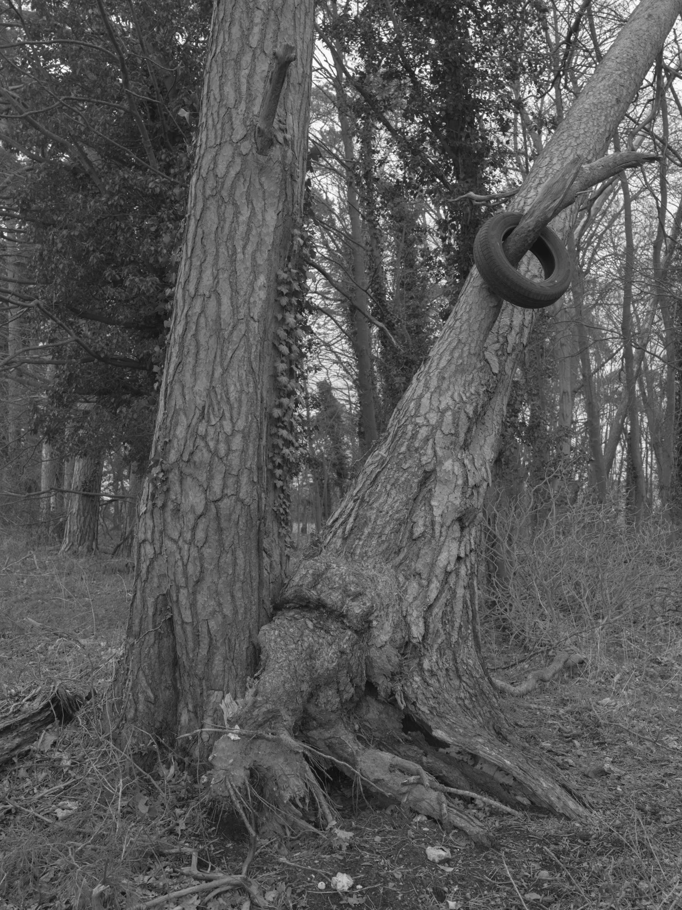 Paul Walsh - A Trail Through The Woods-10.jpg