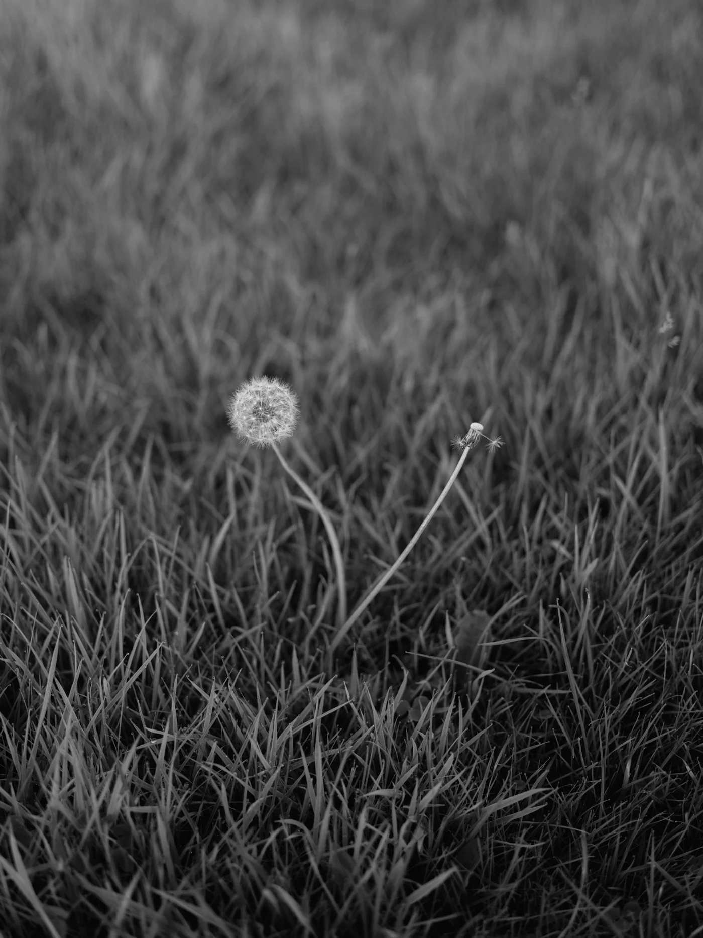 Paul Walsh - Through the Dark Light-60.jpg