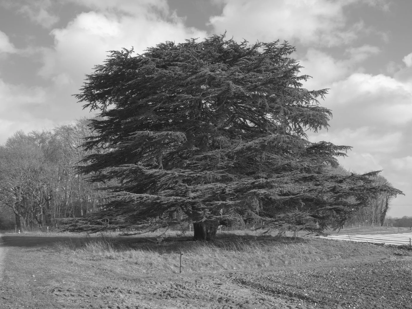 Paul Walsh - A Trail Through The Woods-11.jpg