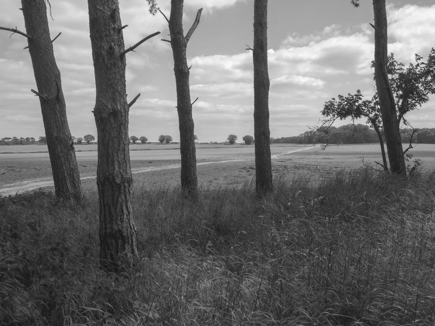 Paul Walsh - A Trail Through The Woods-5.jpg