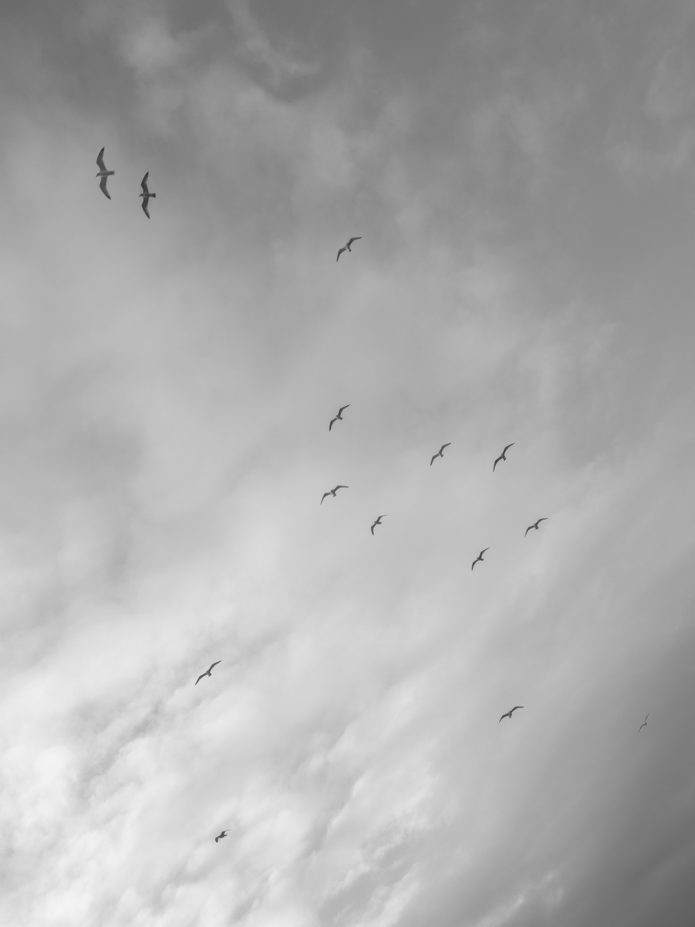 Paul Walsh - Prowl-8.jpg