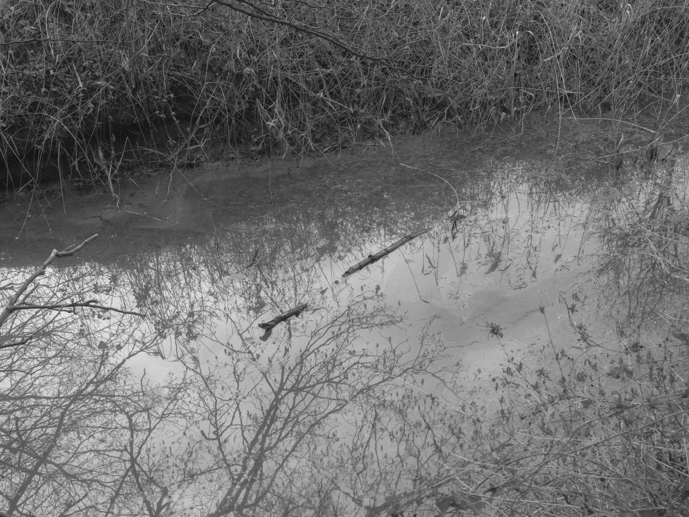 Paul Walsh - A Trail Through The Woods-37.jpg