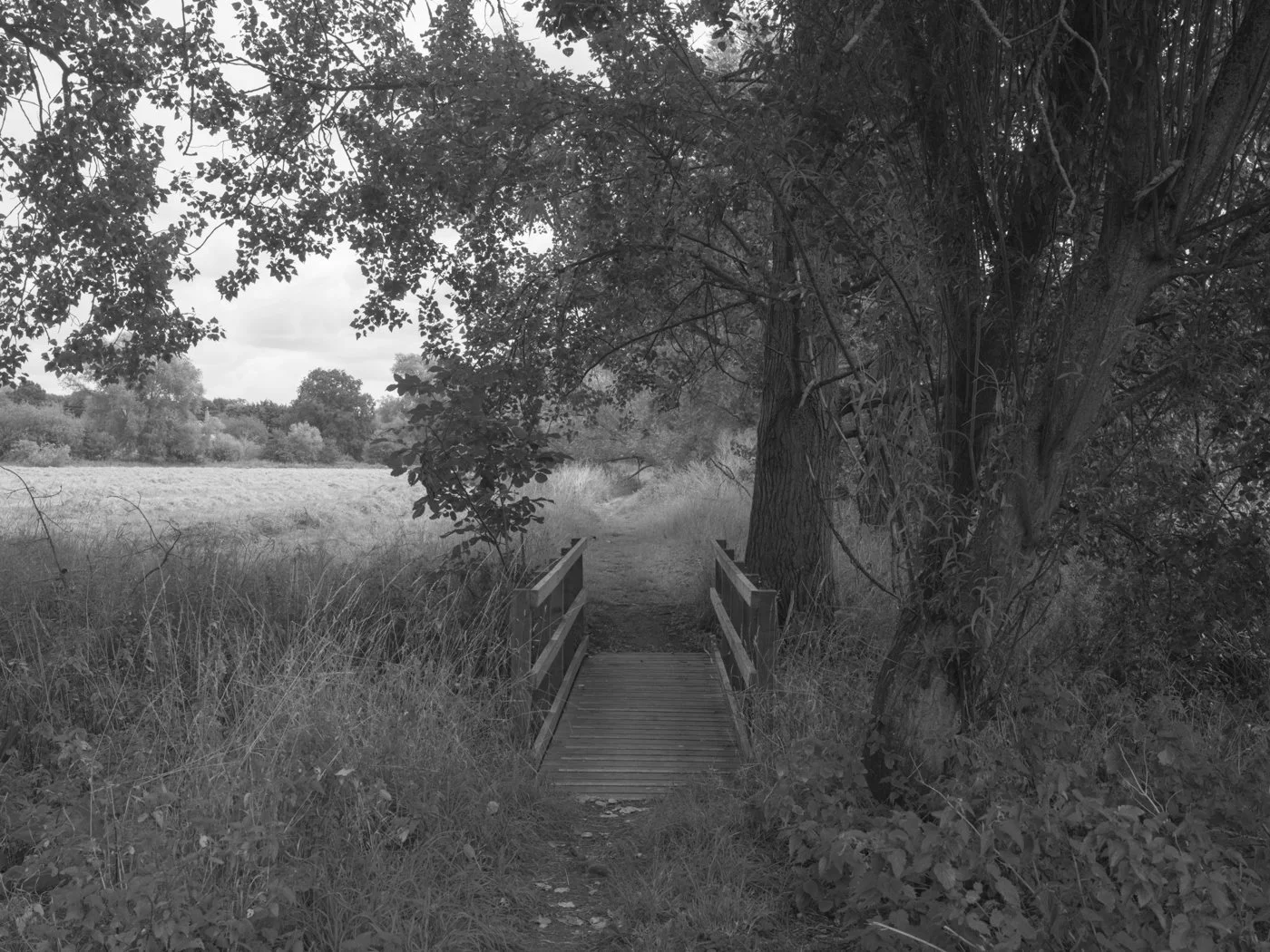 Paul Walsh - Prowl-1.jpg