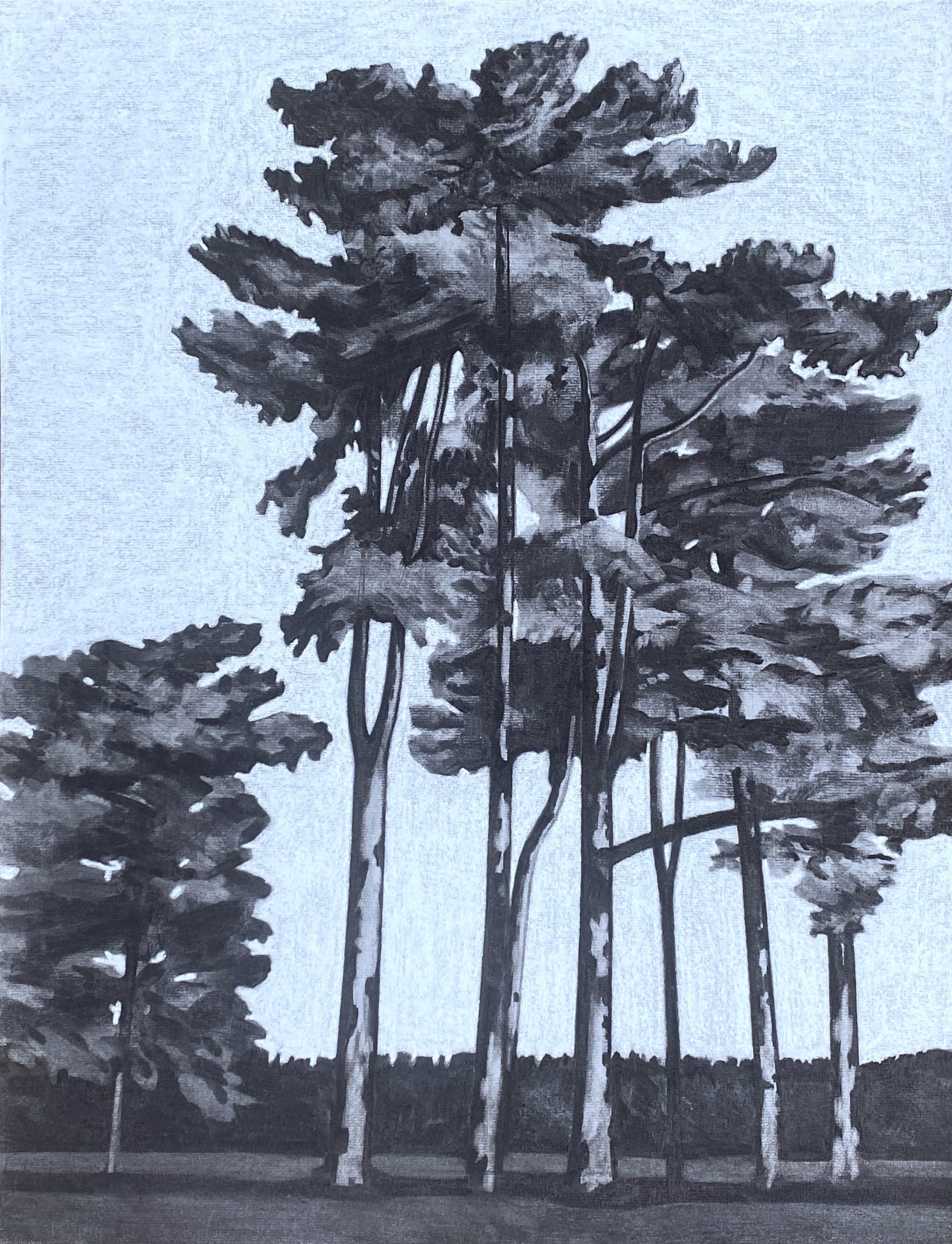 Paul Hogg Trees Seen Whilst walking in Suffolk 4' Charcoal and pastel.JPG