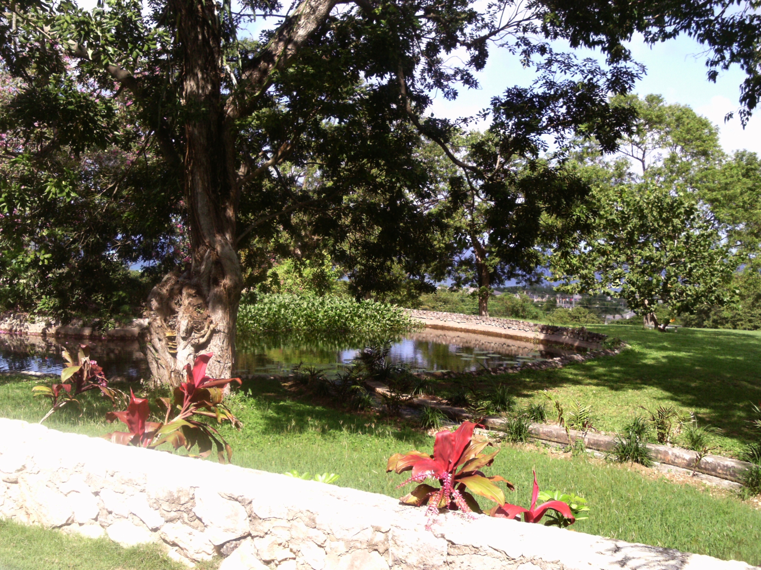 Rose Hall lily pond & waterway