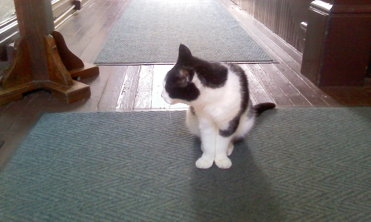 This is camera-shy Sugar, who greeted visitors to the Shirley Plantation gift shop.