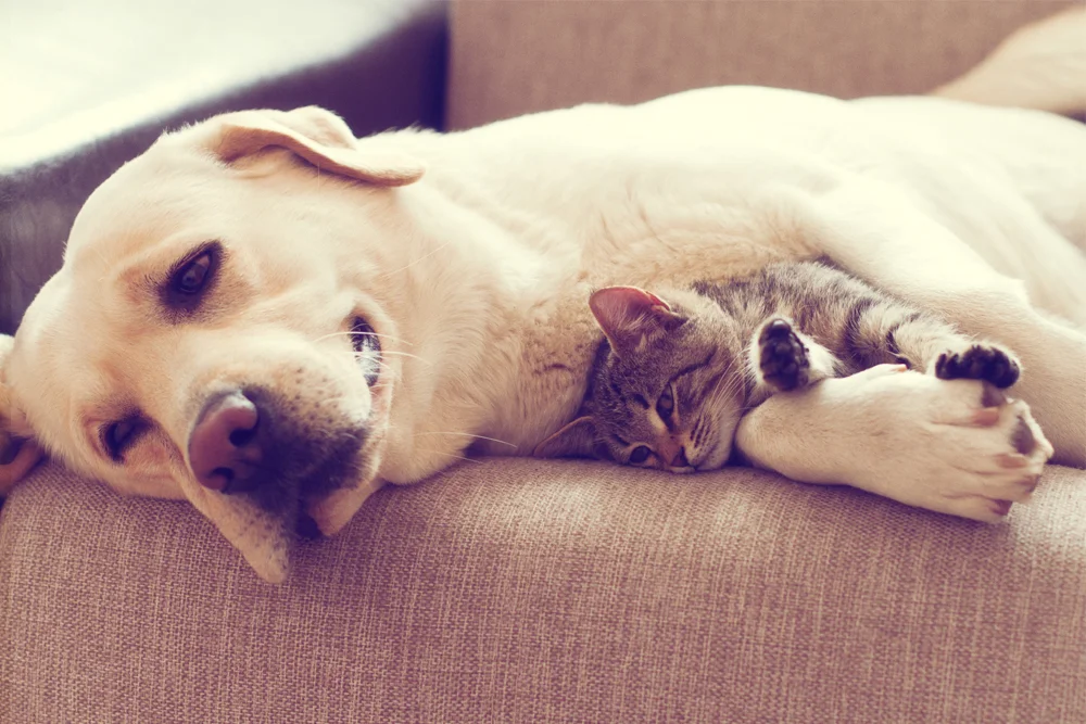 HUNTINGTON ANIMAL HOSPITAL