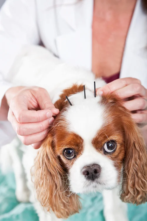 DogAcupuncture.jpg
