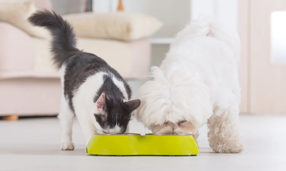 CatDogNutrition.jpg