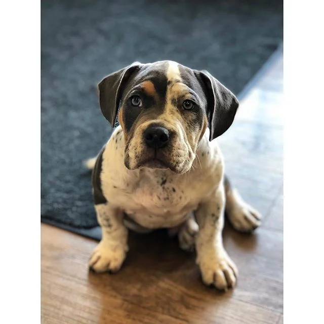 bulldog love 💙 .
.
.
.
#bulldog #americanbulldog #dogsofinstagram #dogoftheday #dogstagram #puppylove #puppiesofig