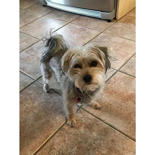 Pet of the Month for August-Emmy🌼💛 #petofthemonth #yorkshireterriermix #yorkie