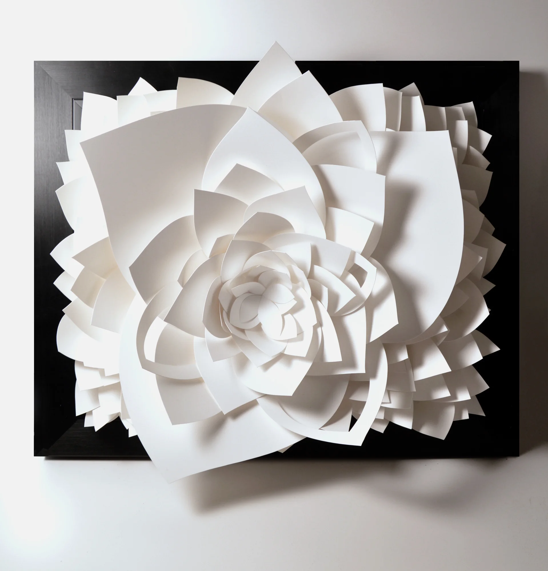 Lotus, Black Frame