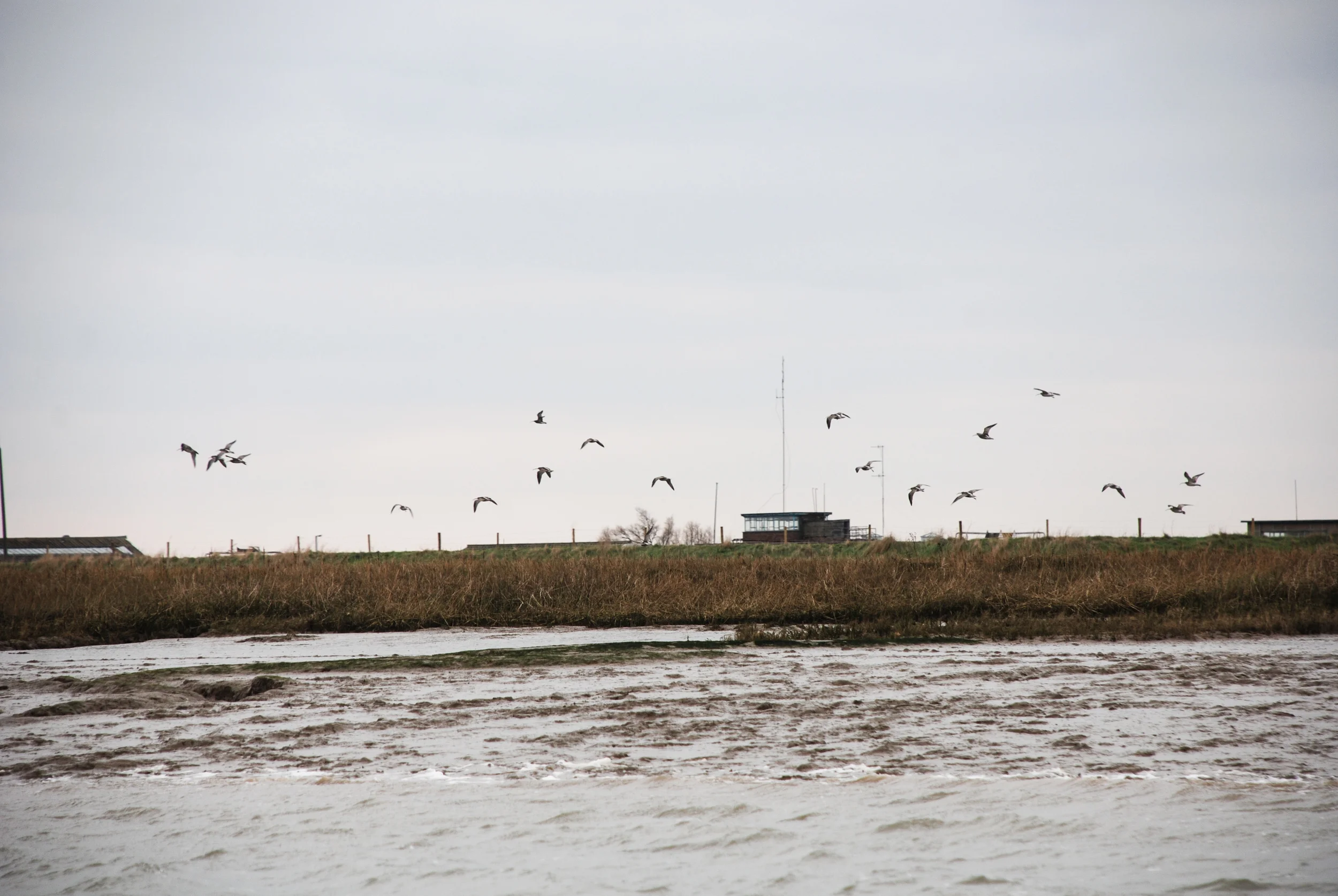 Curlew over Foulness