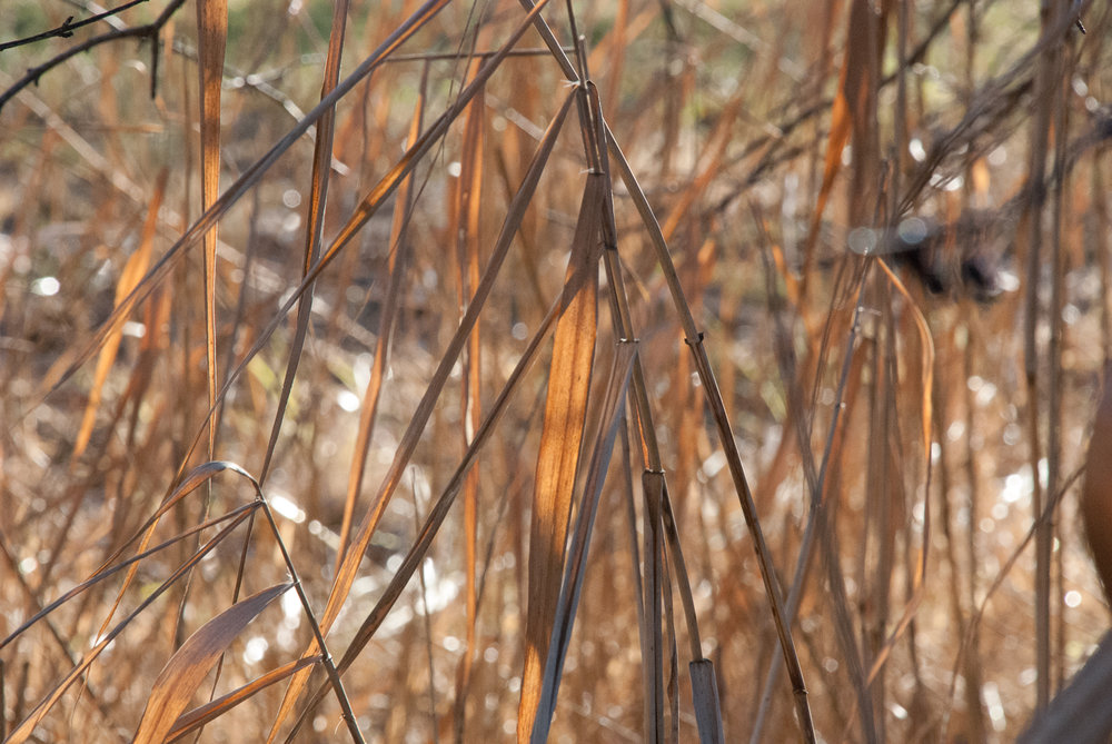 Colours Wicken Fen Helen Terry January2017-1.jpg