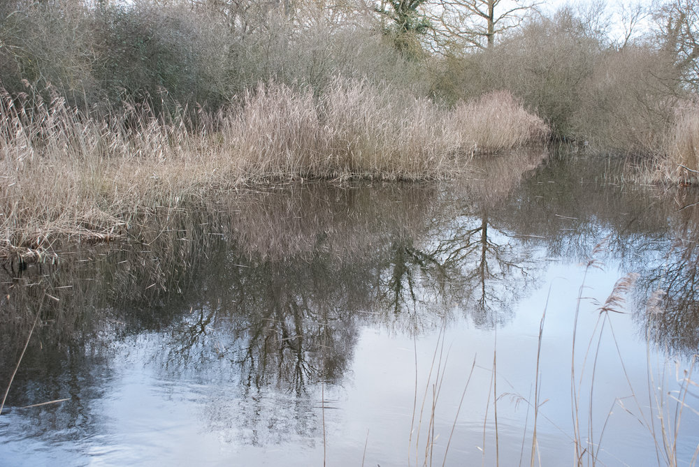 Wicken Fen Helen Terry January2017-1.jpg