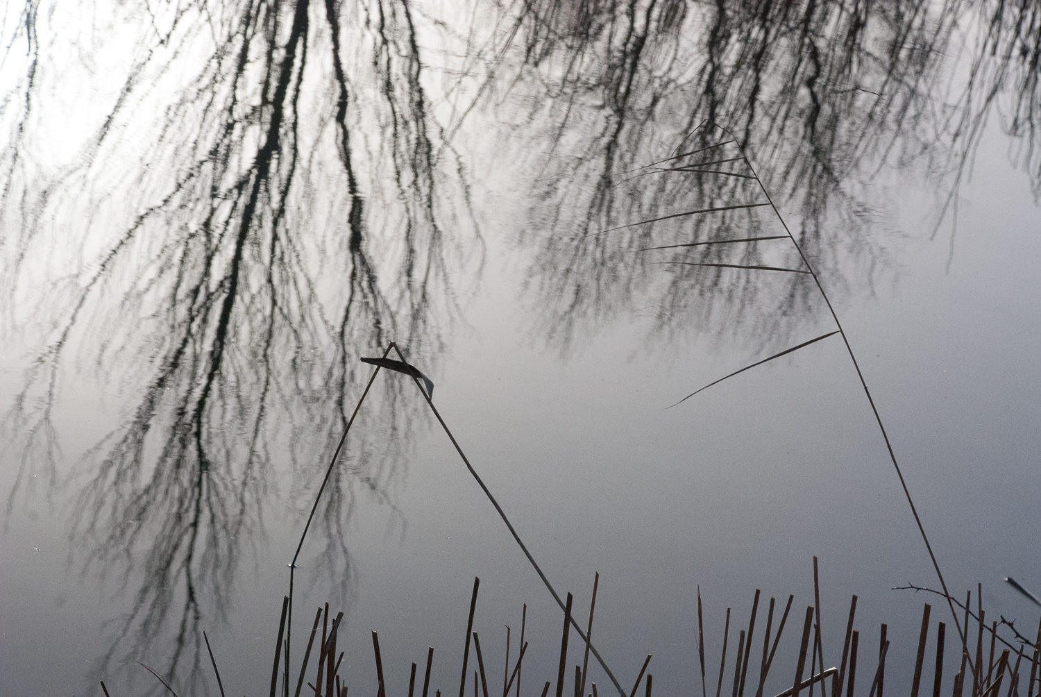 Reflections Wicken Fen Helen Terry January2017-1-6.jpg