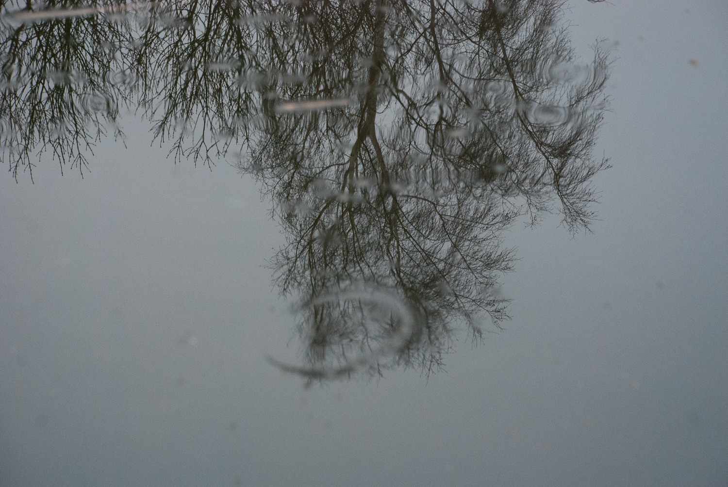Reflections Wicken Fen Helen Terry January2017-1-8.jpg