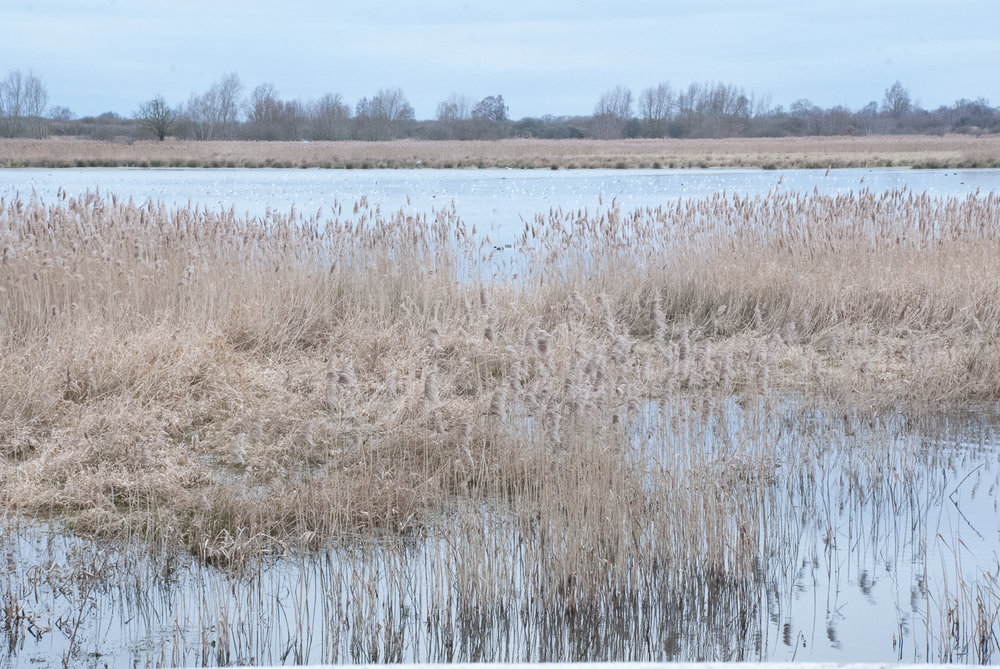 Colours 5 Wicken Fen Helen Terry February2017.jpg