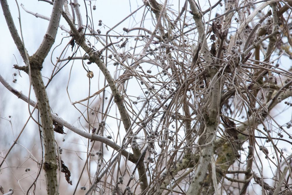 Tangled branches Wicken Fen Helen Terry February2017.jpg