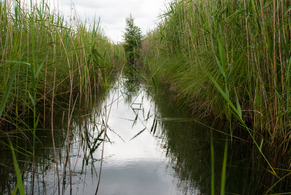 Reeds in summer Helen Terry Wicken Fen.jpg