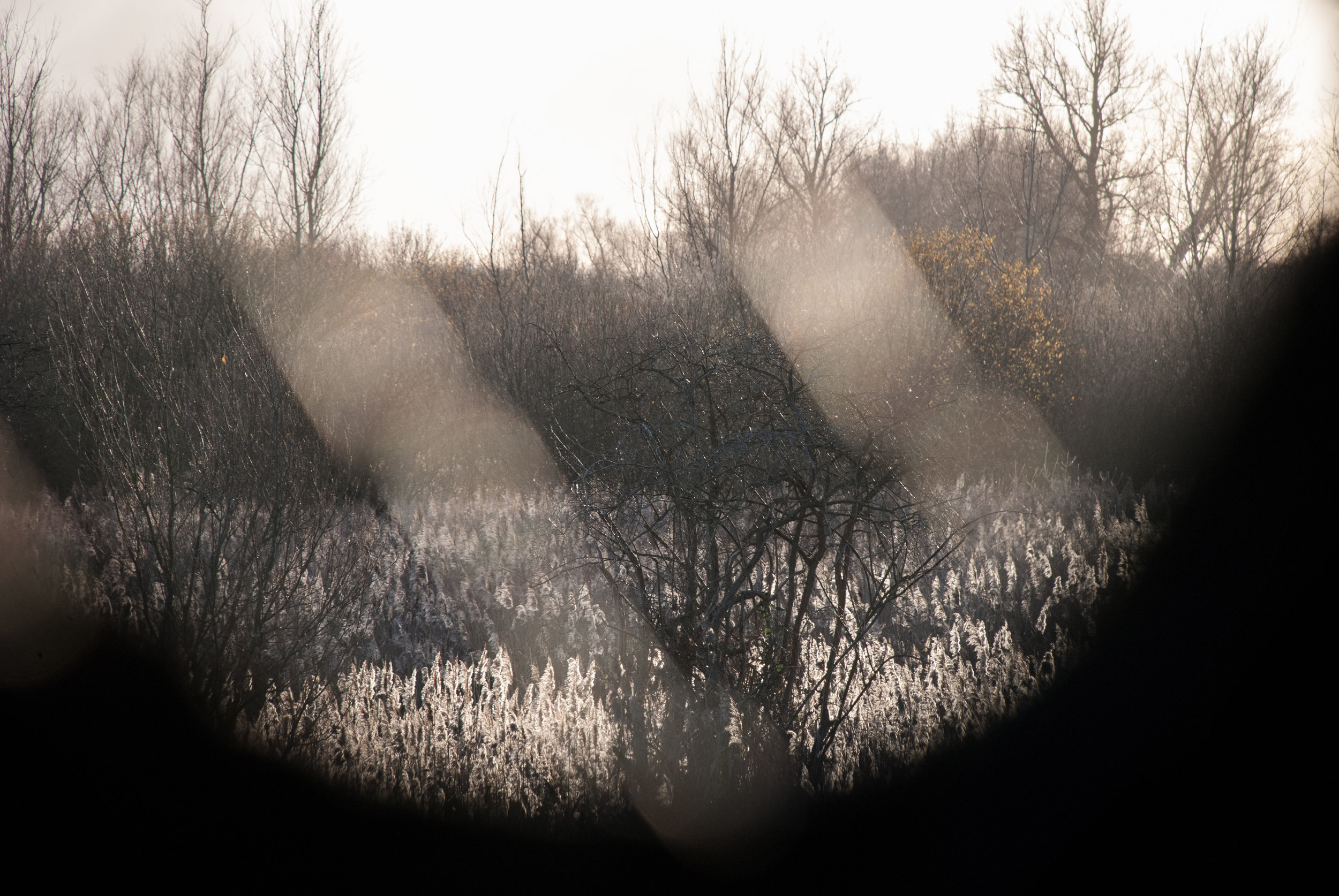 Reedbed from Tower Hide Helen Terry Wicken Fen.jpg